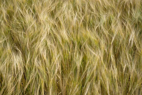 Крупним Планом Знімок Зернового Поля Ячменю Вдень — стокове фото