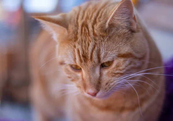Primo Piano Simpatico Gatto Rosso Con Sfondo Sfocato — Foto Stock