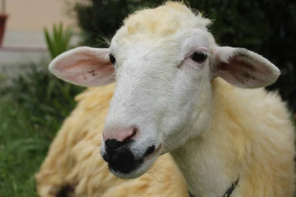Gros Plan Mouton Blanc Assis Sur Herbe Verte Parfait Pour — Photo