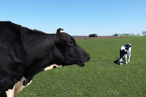 Tiro Perto Uma Vaca Holandesa Com Bezerro Campo Verde — Fotografia de Stock