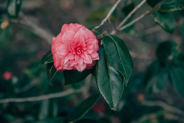 Tiro Seletivo Foco Uma Flor Rosa Com Suas Folhas Perfeito — Fotografia de Stock