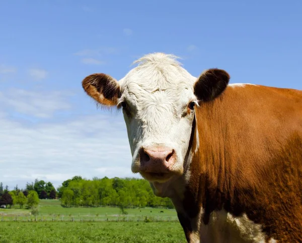 Retrato Una Vaca Marrón Mirando Cámara Con Cielo Azul Claro — Foto de Stock