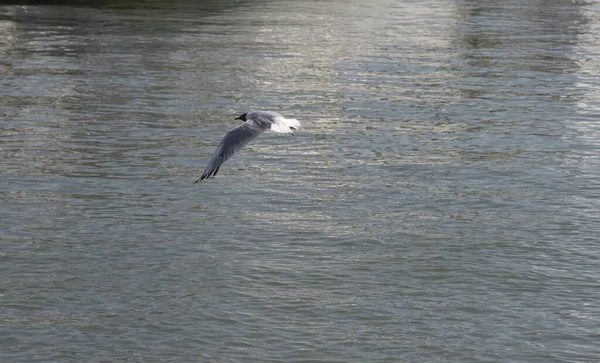 Fiskmåsen Flygning Och Stannar Över Sjöns Yta Frihetskonceptet — Stockfoto