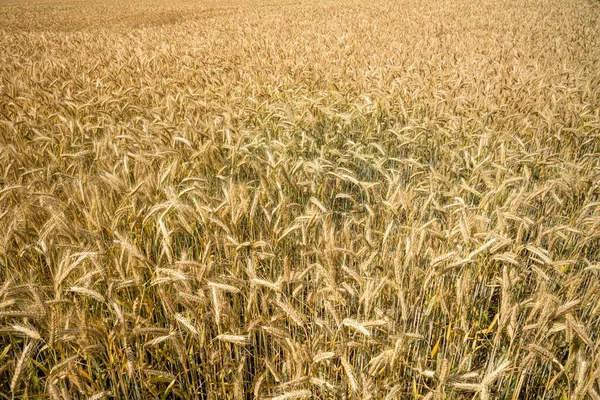 Eine Aufnahme Der Weizenzweige Die Auf Dem Feld Wachsen — Stockfoto