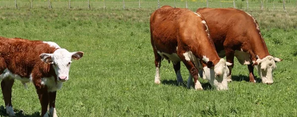 Uma Foto Panorâmica Algumas Vacas Marrons Com Cabeças Brancas Pastando — Fotografia de Stock