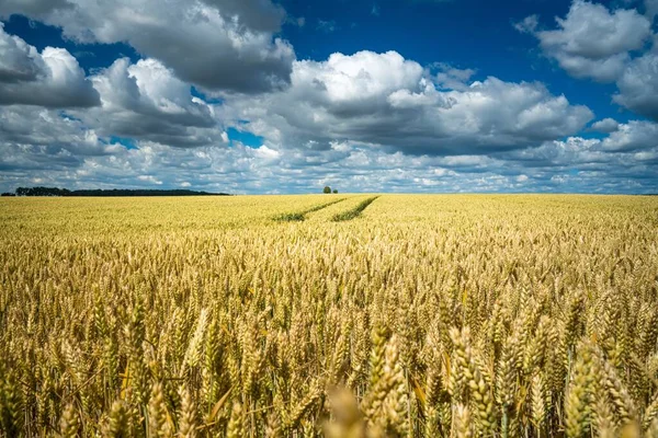 Poloviční Pšeničné Pole Venkovské Oblasti Pod Zataženou Oblohou Stopami Traktoru — Stock fotografie