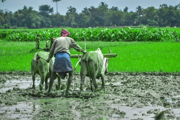 Agricultor Que Trabalha Campo Com Touros — Fotografia de Stock