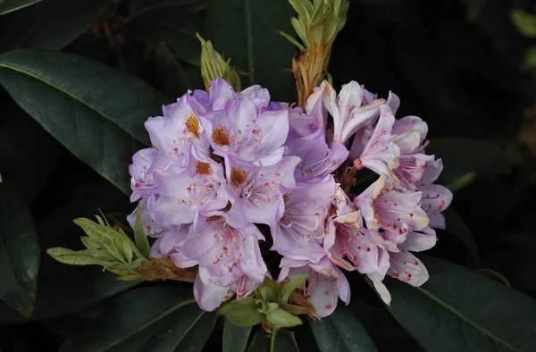 Beautiful Rhododendron Flowers Natural Environment Sunny Day — Stock Photo, Image