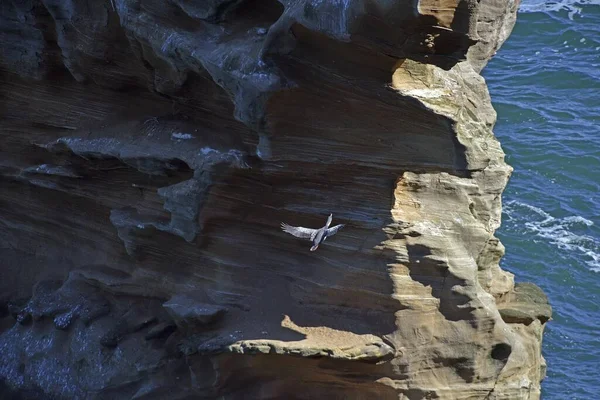 Black Red Legged Cormorant Bird Flying Rocky Cliff Sea — Stock Photo, Image