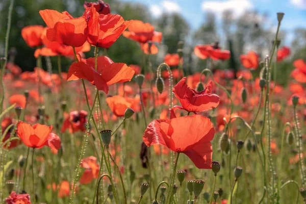 Gros Plan Beaux Coquelicots Rouges Dans Champ Lumière Jour — Photo