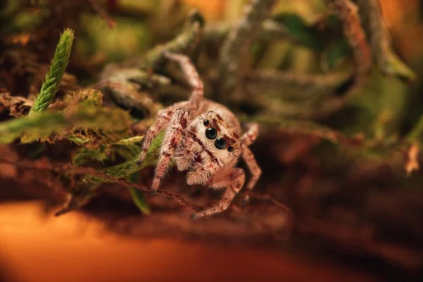 Detailní Záběr Skákajícího Pavouka Mechu Rozmazaném Pozadí — Stock fotografie