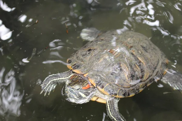 Closeup Shot Red Eared Turtle Swimming River — Stock Photo, Image