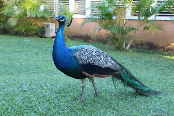 Elegantní Krásná Peafowl Procházky Trávě Dne — Stock fotografie