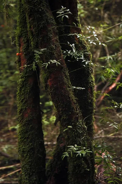 Los Árboles Bosque Cubiertos Musgos Ideal Para Fondos Pantalla — Foto de Stock