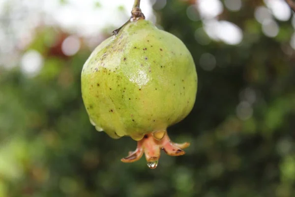 Closeup Shot Raw Pomegranate Water Drops Blurred Background — Stock Photo, Image