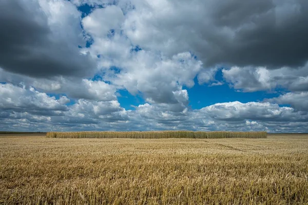 Obilné Pole Ječmene Pod Oblohou Plné Mraků — Stock fotografie