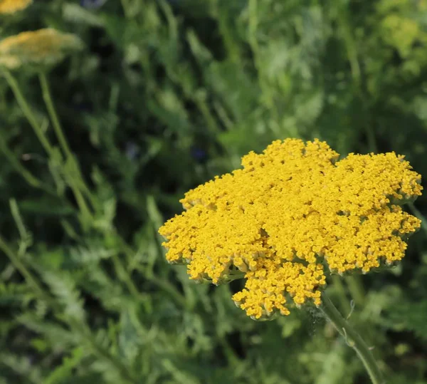 小さな黄色の花の枝の選択的な焦点ショット 背景に最適です — ストック写真