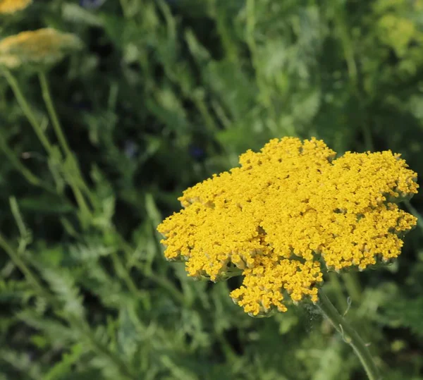 Una Messa Fuoco Selettiva Ramo Minuscoli Fiori Gialli Perfetto Sfondo — Foto Stock