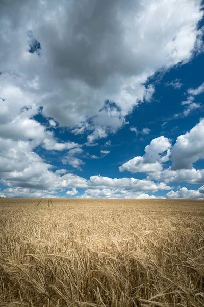 Vertikální Záběr Pšeničného Pole Venkově Pod Zataženou Oblohou — Stock fotografie