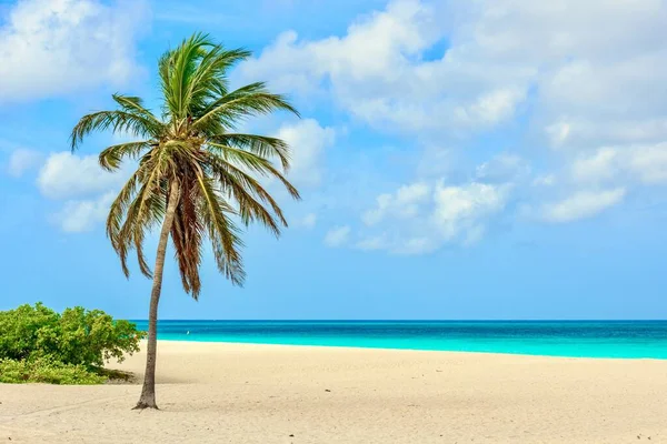 Schöner Blick Auf Eine Palme Idyllischen Weißen Sand Des Eagle — Stockfoto