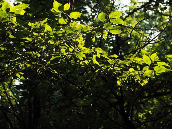 Tiro Ângulo Baixo Uma Árvore Com Folhas Verdes Durante Dia — Fotografia de Stock