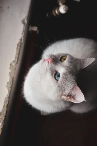 Overhead Shot Gray Cat Eyes Different Colors — Stock Photo, Image