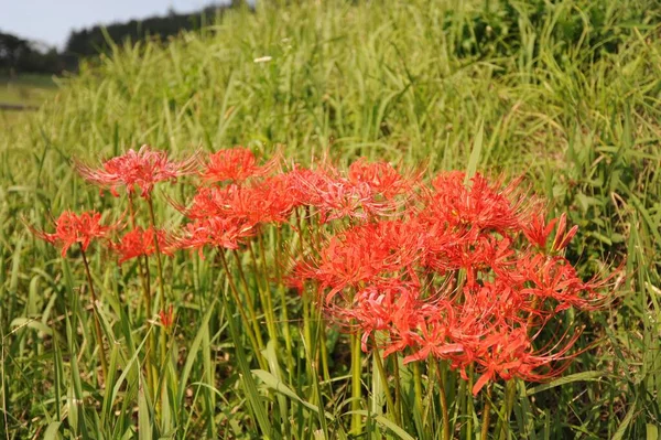 A closeup of Red spider lilies in a field under the sunlight in Gochang, South Korea