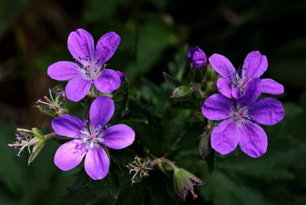 Den Vackra Lila Geranium Blommor Trädgård — Stockfoto