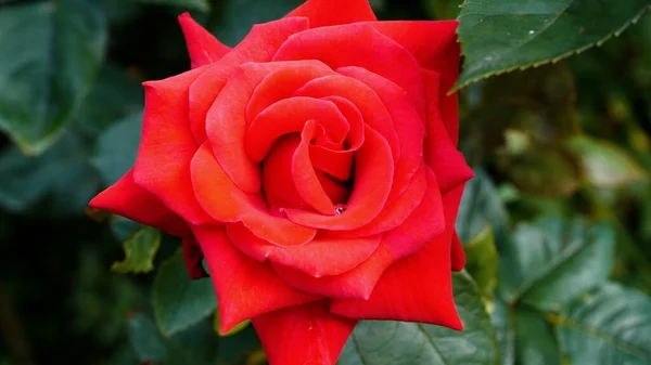 Close Uma Rosa Vermelha Sob Luz Solar — Fotografia de Stock