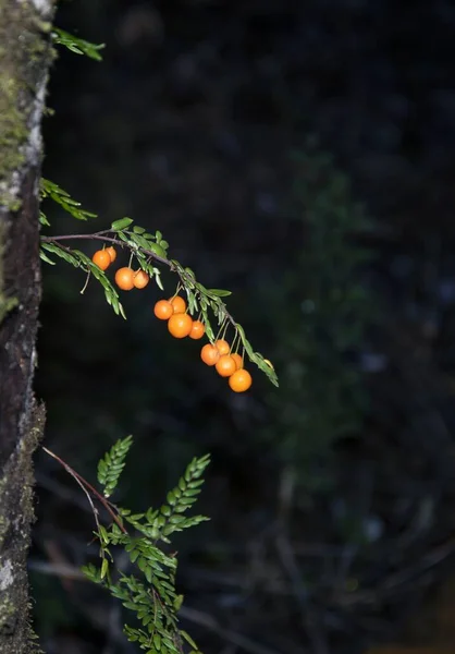 Vertical Shot Growing Orange Currant Tree Branch Night — Stock Photo, Image