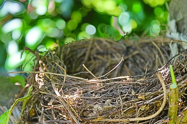 Gros Plan Nid Oiseau Miel Abandonné Sur Une Pomme Sur — Photo