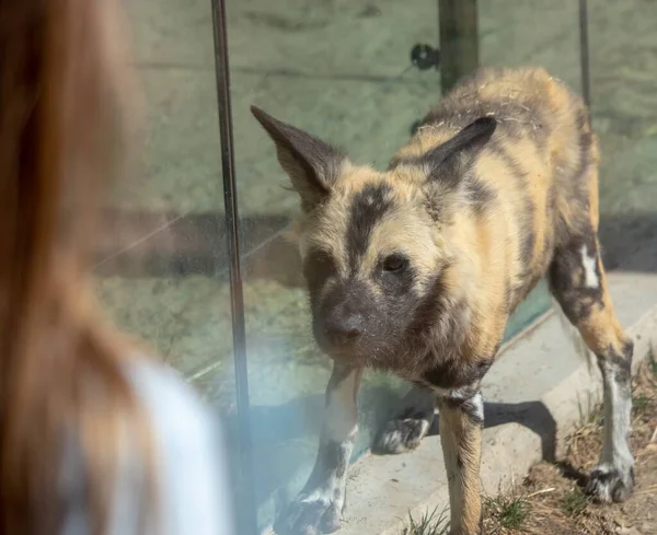 Cão Selvagem Africano Lycaon Pictus Zoológico — Fotografia de Stock