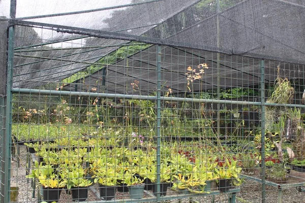 Invernadero Con Muchas Plantas Maceta Diferentes Creciendo Interior —  Fotos de Stock