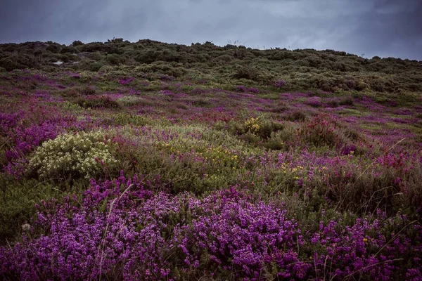 Beautiful Purple Yellow Flowers Meadow Captured Cloudy Day — Stock Photo, Image