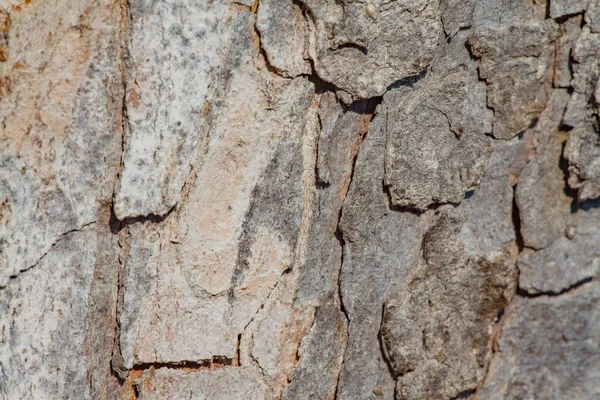 灰色の木の樹皮の質感のクローズアップショット — ストック写真