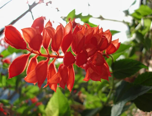 Tiro Close Belas Flores Vermelhas Cesalpinia Jardim — Fotografia de Stock