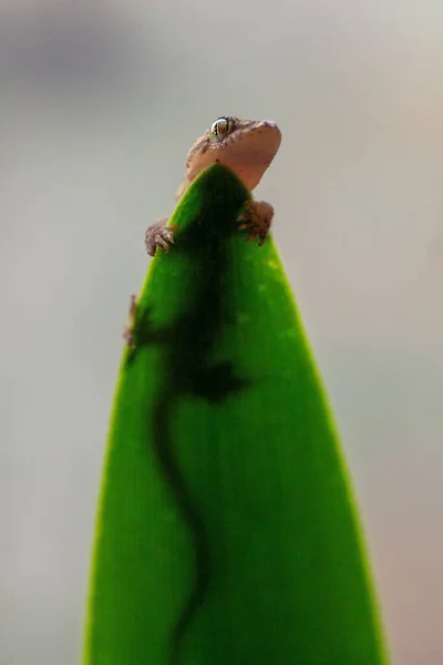 緑の葉に横たわる小さな茶色のヤモリの垂直低角度マクロクローズアップショット — ストック写真