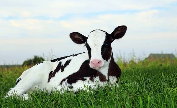 Veau Noir Blanc Assis Sur Sol Herbe Verte — Photo