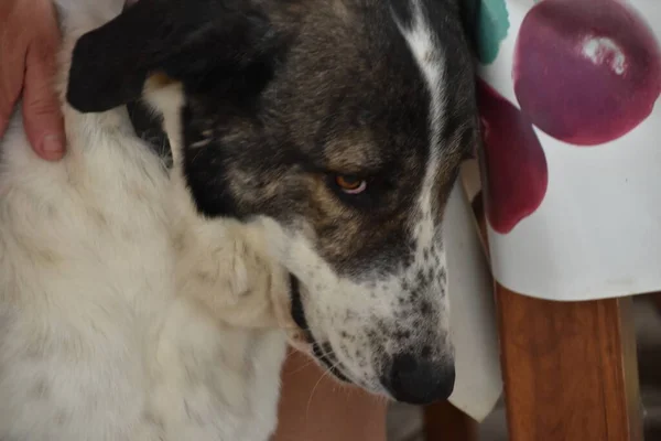 Närbild Bild Bedårande Vit Svart Hund Med Piercing Ljusa Ögon — Stockfoto