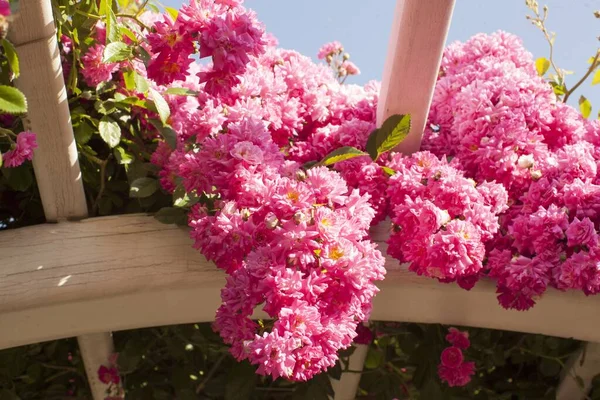 Closeup Shot Blooming Bright Pink Velour Flowers Window Railing — Stock Photo, Image
