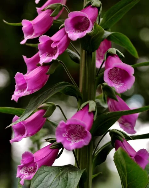 Vertical Shot Beautiful Foxglove Flower Natural Environment — Stock Photo, Image