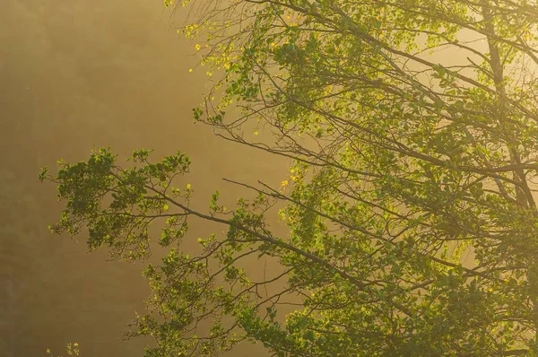 Вигляд Зеленого Листя Гілках Дерева Під Час Сходу Сонця Швеції — стокове фото