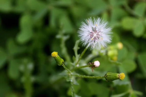 Closeup Dandelion Other Plants — Stock Photo, Image