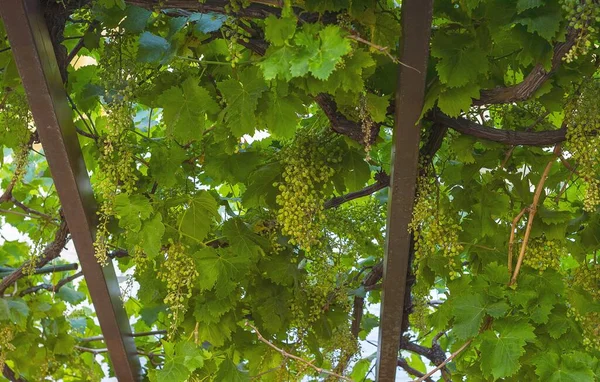 Tiro Bajo Ángulo Uva Inmadura Creciendo Árbol —  Fotos de Stock