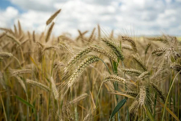 Een Close Shot Van Gerstkorrels Het Veld — Stockfoto