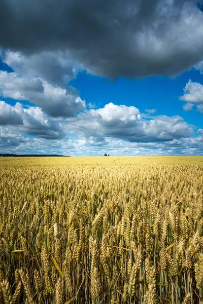 Een Gerstkorenveld Onder Hemel Vol Wolken — Stockfoto