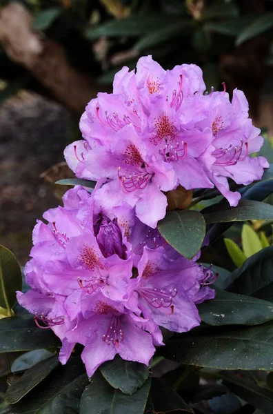 Gros Plan Belles Fleurs Rhododendron Fleurissant Dans Parc — Photo