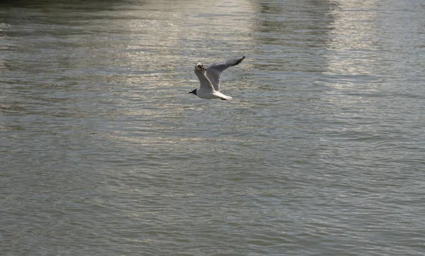 Martı Uçuyor Gölün Yüzeyinde Duruyor Özgürlük Kavramı — Stok fotoğraf
