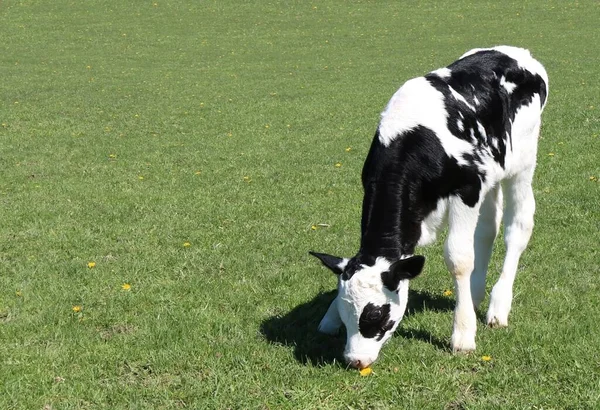 Veau Holstein Nouveau Isolé Dans Champ Avec Herbe Fraîche Printemps — Photo