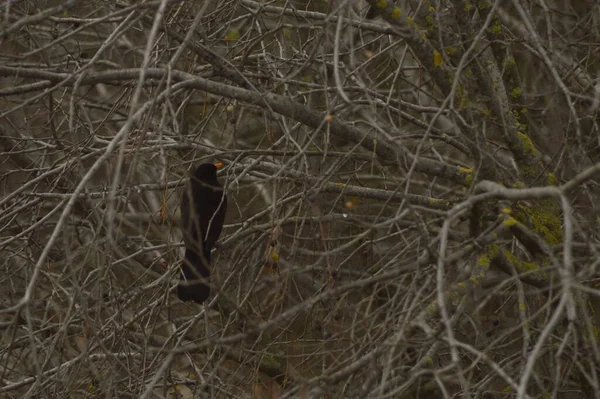 Ein Bild Einer Amsel Auf Ästen Herbst — Stockfoto